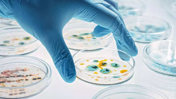 Scientist Works with Petri Dishes with Various Bacteria, Tissue and Blood Samples. Concept of Pharmaceutical Research for Antibiotics, Curing Disease with DNA Enhancing Drugs.