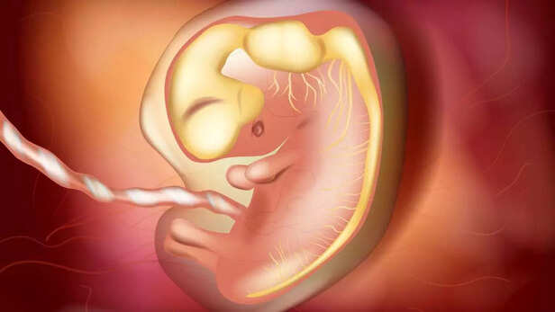 Fetal Development