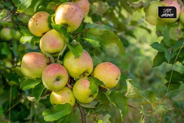 apple-cultivation-north-india-uttar-pradesh-bihar-madhya-pradesh-low-chilling-varieties-1-1024x683