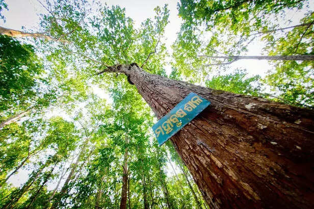 358920-simlipal-national-park-forest-fire-summer-dog-squad-drone-camera-2