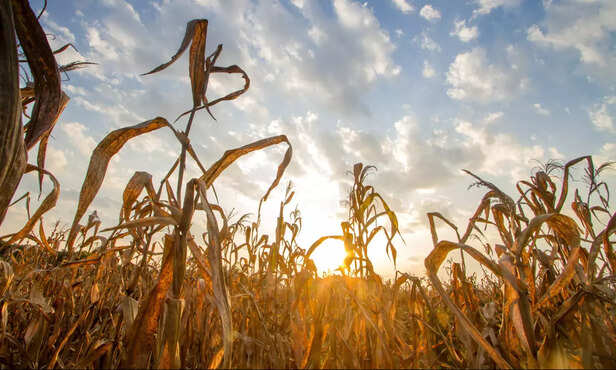 370407-global-warming-climate-change-research-weather-campylobacteriosis-3