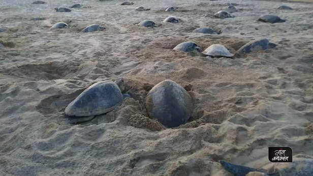 358629-odisha-olive-ridley-sea-turtle-gahirmatha-beach-endangered-turtles-reptiles-6