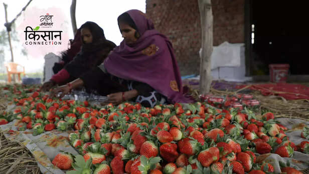 363643-strawberry-farming-bundelkhand-jhansi-chronic-drought-monsoons-groundwater-2