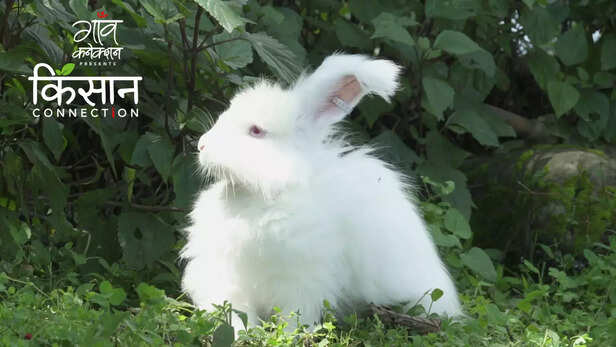 363152-angora-rabbit-farming-sikkim-farmers-krishi-vigyan-kendra-namthang-handloom-art-gurung-community-5