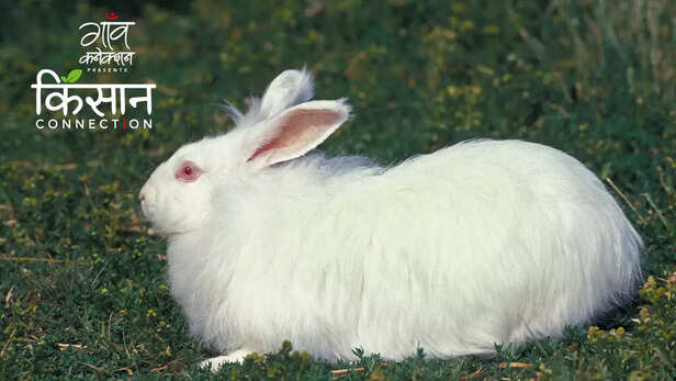 363155-angora-rabbit-farming-sikkim-farmers-krishi-vigyan-kendra-namthang-handloom-art-gurung-community-3