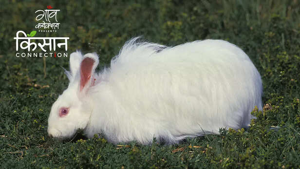 363156-angora-rabbit-farming-sikkim-farmers-krishi-vigyan-kendra-namthang-handloom-art-gurung-community-4