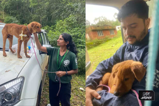 wayanad landslide humane international society india help animal welfare (1)