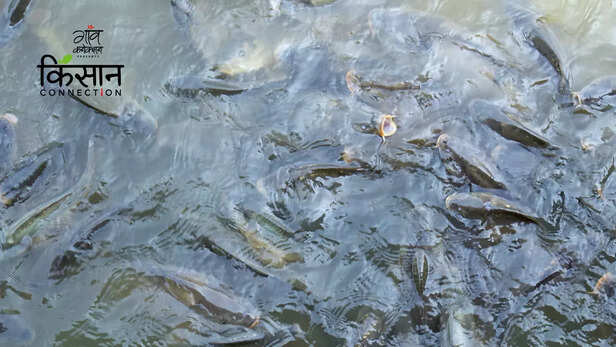 363421-fpo-barpeta-assam-fish-farmers-profits-farmers-producer-organisation-fish-market-2